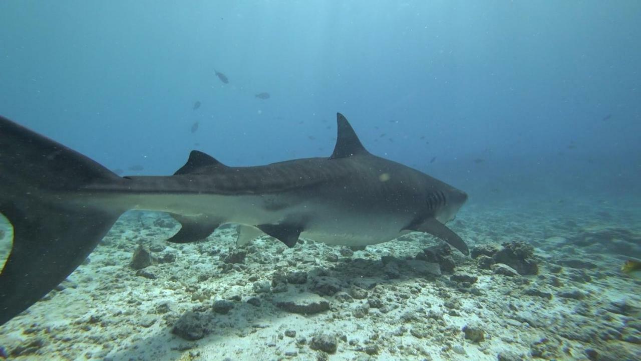 Equatorial Divers Lodge Feydhoo Exterior foto