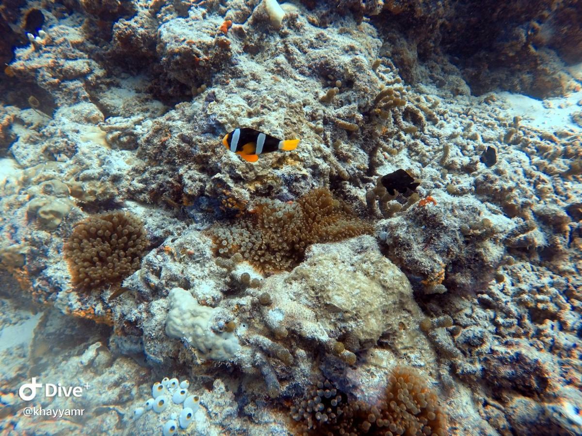 Equatorial Divers Lodge Addu City Exterior foto